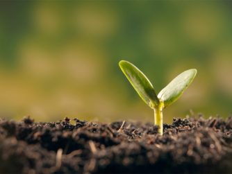 Planting seeds blog