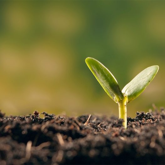 Planting seeds blog