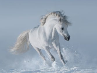 White horse 2021 08 26 17 00 39 utc resize
