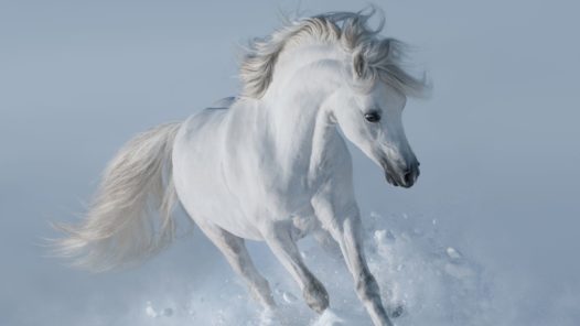 White horse 2021 08 26 17 00 39 utc resize