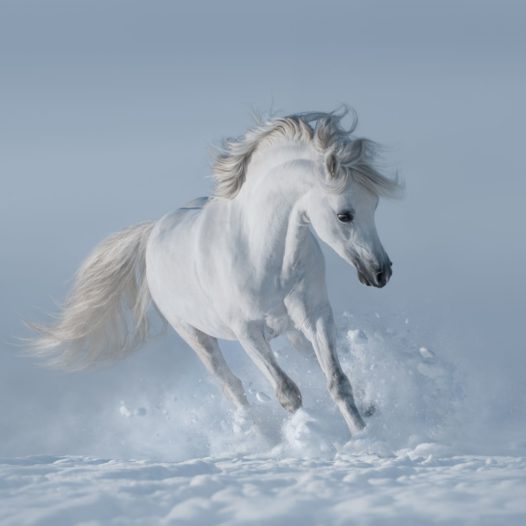 White horse 2021 08 26 17 00 39 utc resize