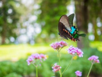 Beautiful butterfly on pink color flowers on morning