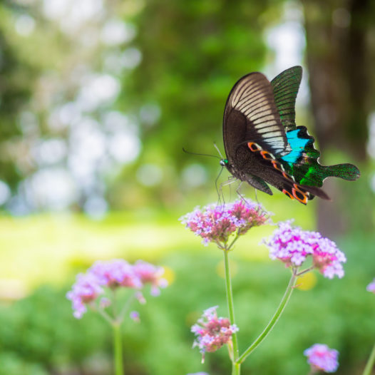 Beautiful butterfly on pink color flowers on morning