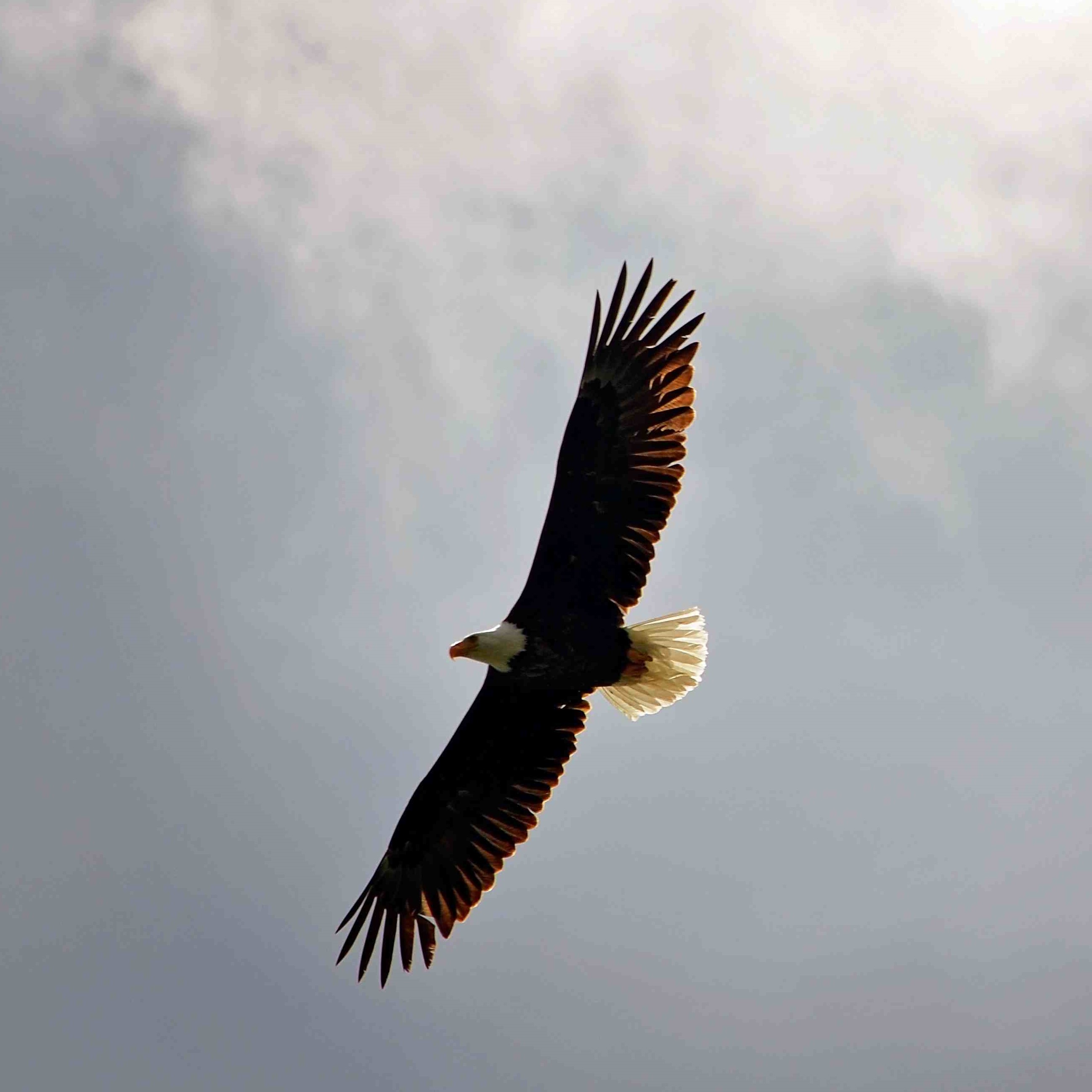 Bald eagle soaring over maligne lake in the rocky 2022 11 02 16 46 24 utc