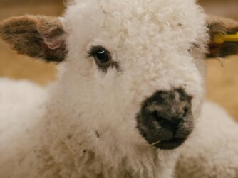 Pexels ellie burgin 1661546